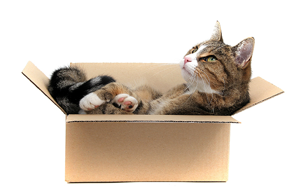 Tierversand einer Katze Tierversand einer Katze